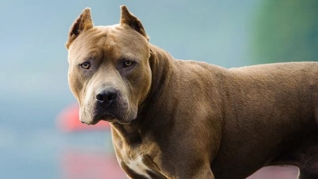Salto Encantado reguló la tenencia de perros potencialmente peligrosos y creó un registro obligatorio.
