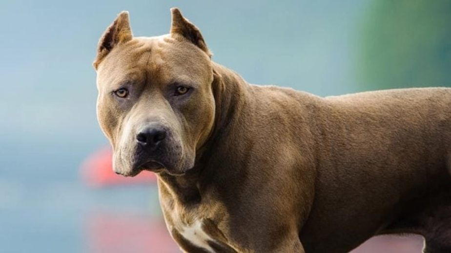 Salto Encantado reguló la tenencia de perros potencialmente peligrosos y creó un registro obligatorio.