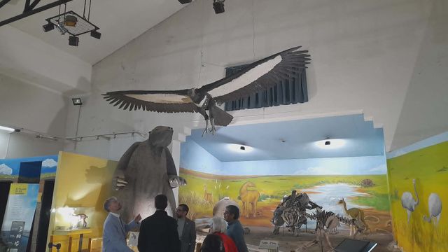 Inauguraron una réplica de un Teratornítido en el Museo Darwin