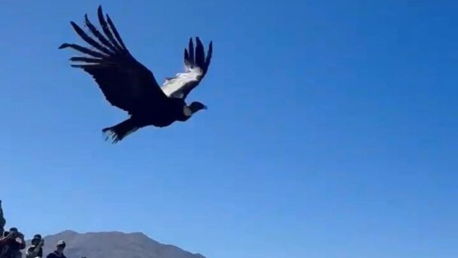 El regreso del ejemplar a su ambiente natural busca generar conciencia sobre el valor ecológico y cultural de la fauna silvestre.