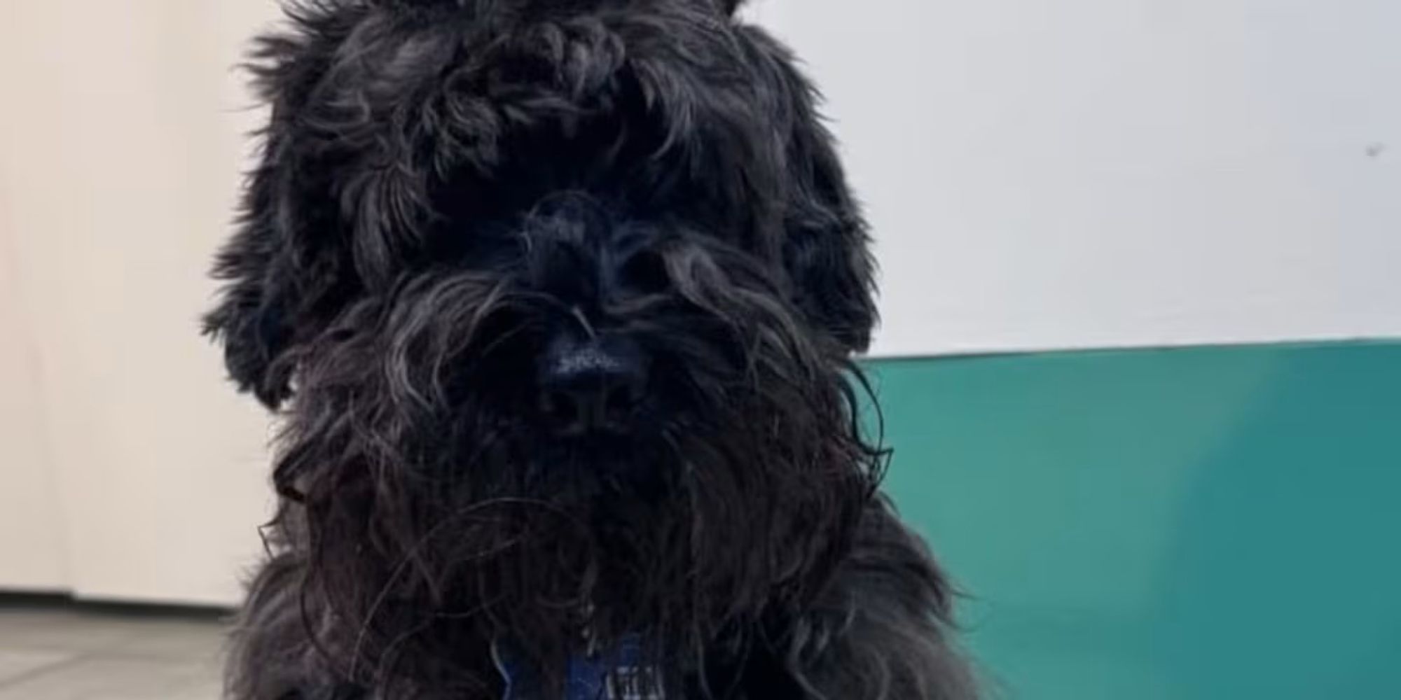 El perro de Silvina Escudero.