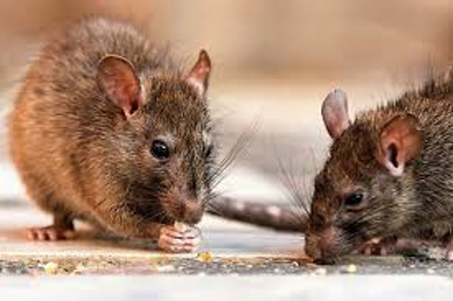 Hantavirus/Leptopirosis.