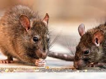 Tras la confirmación de un caso de Hantavirus en el distrito la Municipalidad de Tres Arroyos refuerza la prevención