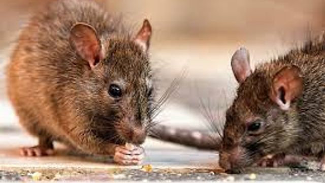 Hantavirus/Leptopirosis.