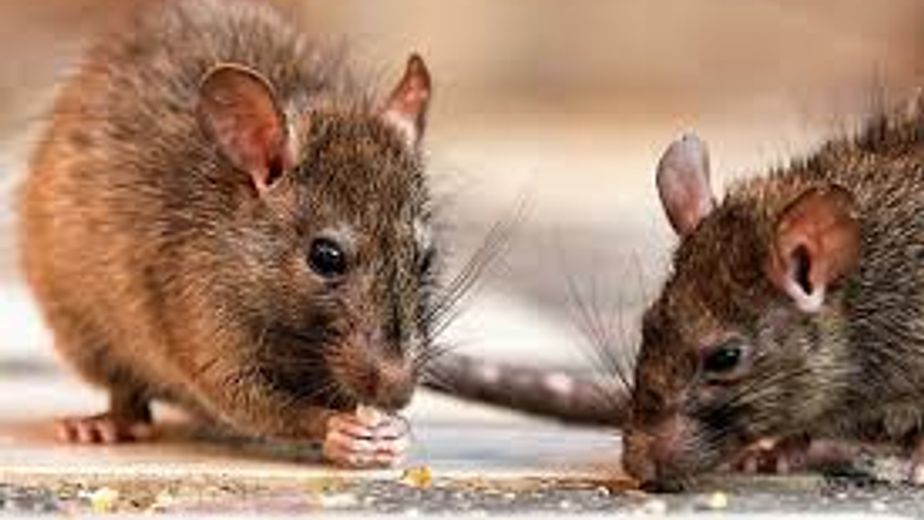 Hantavirus/Leptopirosis.