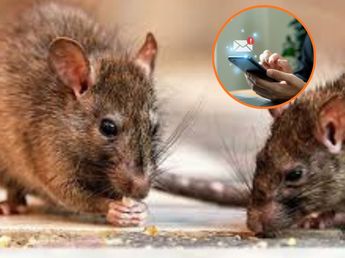 Hantavirus y leptospirosis: desmienten alerta viral sobre riesgos sanitarios en alimentos