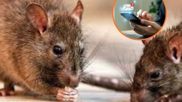 Hantavirus/Leptopirosis.