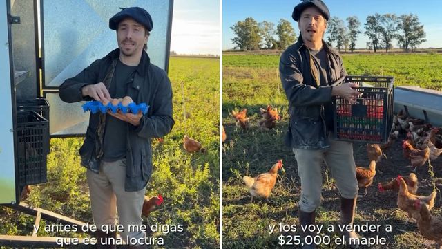 Un influencer vende huevos de gallinas libres por $25mil y abrió debate por el precio