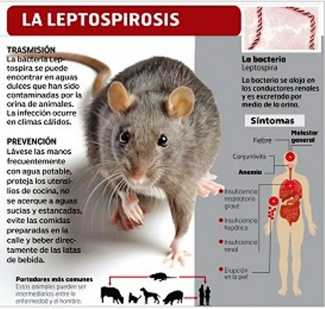 Hantavirus/Leptopirosis.