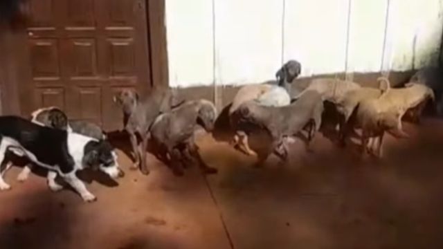 Avanza la investigación por la desaparición de 23 perros en Guaraní y la Fiscalía rechazó a protectoras como querellantes.