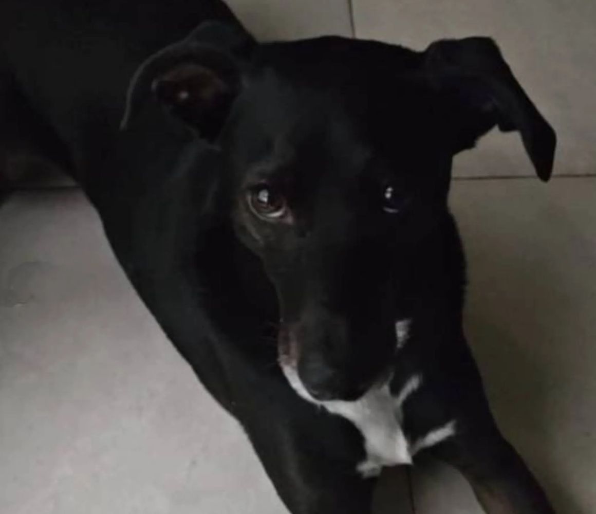 Lolo, el perro víctima de abuso en Rosario