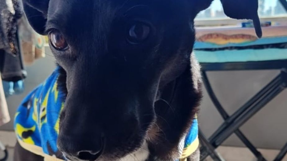 Conmoción en Rosario: frenaron la devolución de Lolo, el perro víctima de abuso