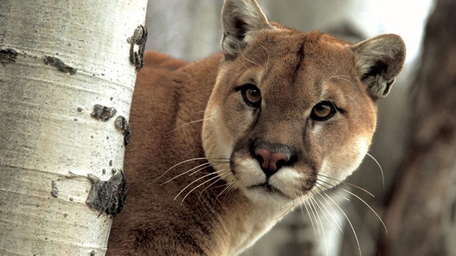 Un presunto puma mantiene en alerta a productores rurales de Alem
