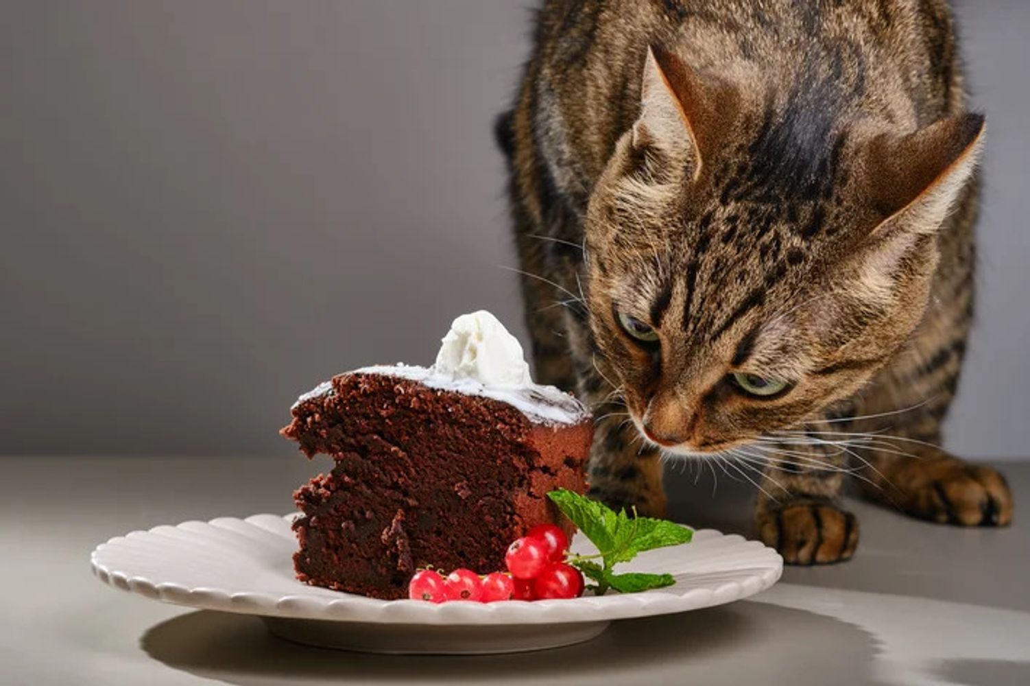 Gato con chocolate.