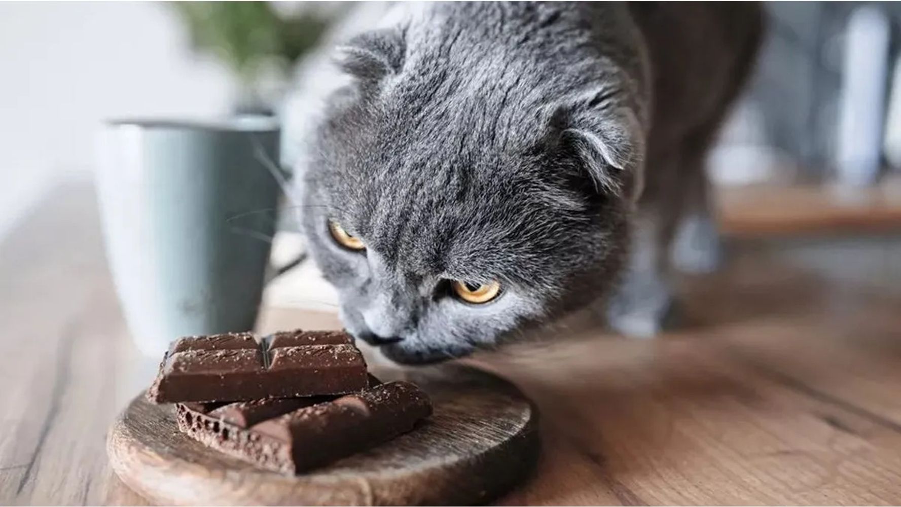 Gato con chocolate.
