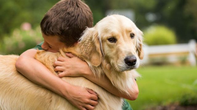 Las razas de perros más recomendadas para convivir con niños, según la IA.