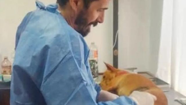 Puerto Esperanza realiza 50 castraciones gratuitas de mascotas por mes.