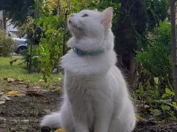Tres jóvenes mataron con saña a un gato en Florencio Varela: la familia pide que vayan presos
