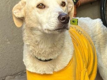 El dramático rescate de un perro desnutrido que vivía atado en el patio de una casa