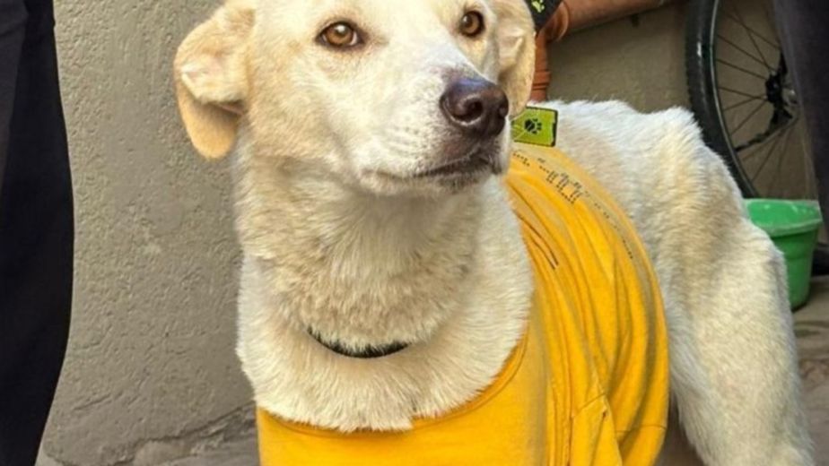 El dramático rescate de un perro desnutrido que vivía atado en el patio de una casa