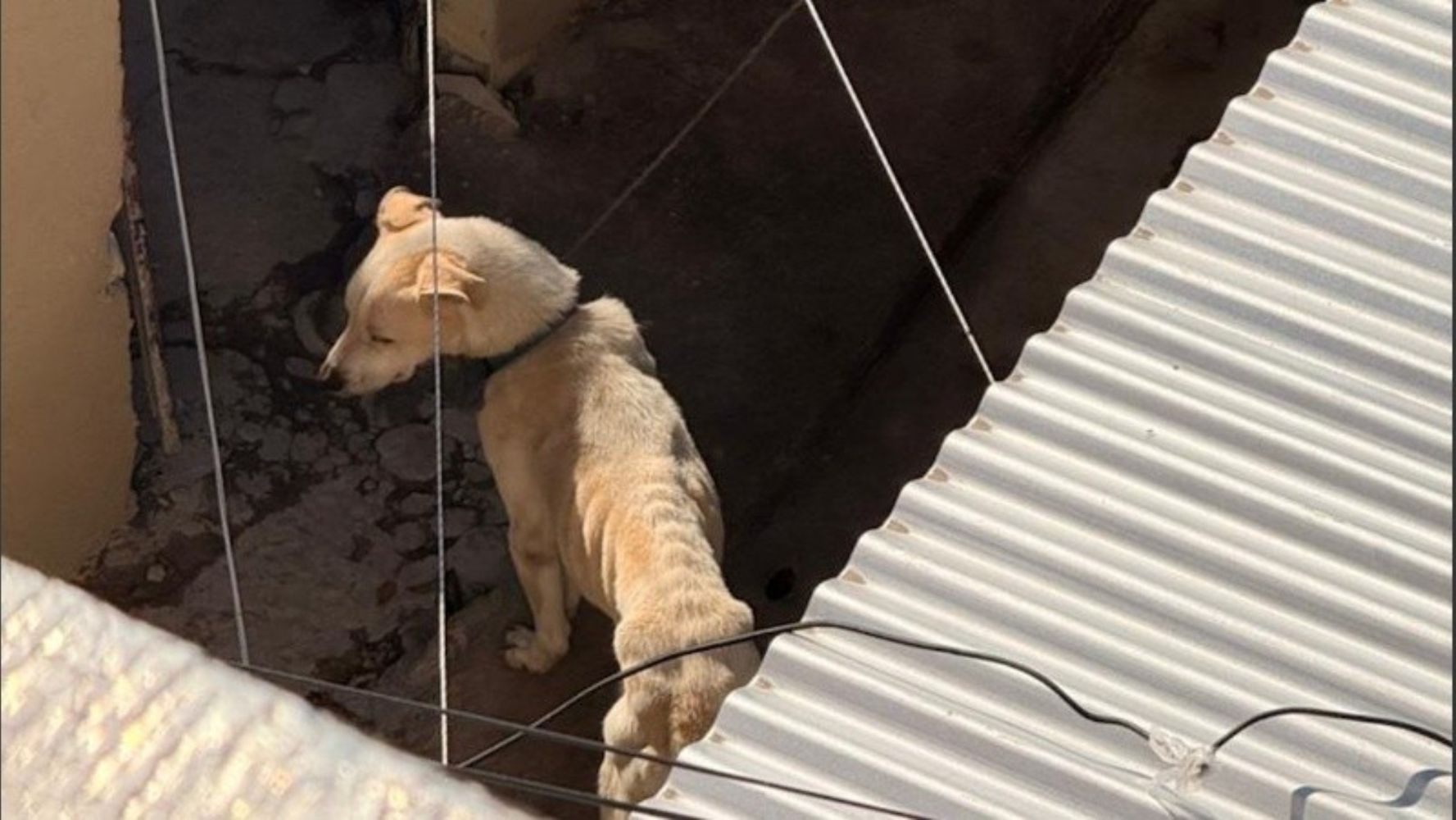 Lobo estaba atado y desnutrido