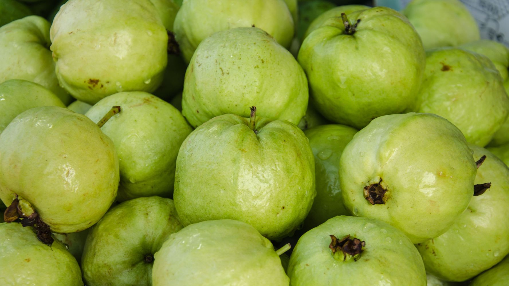 Guayaba.