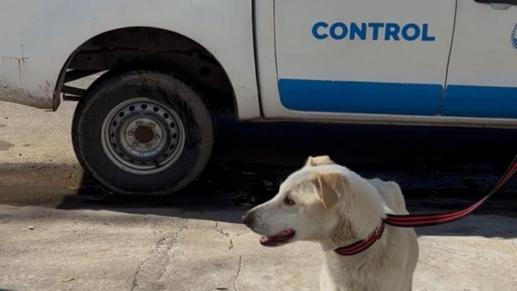 Lobo estaba atado y desnutrido