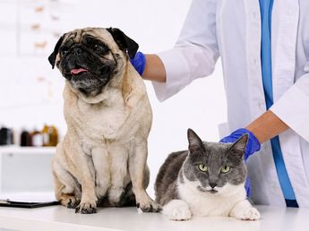 Cuándo y dónde estará el primer Hospital Veterinario Municipal en Córdoba