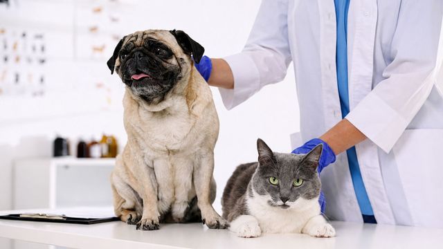 Córdoba tendrá el primer Hospital Veterinario municipal.
