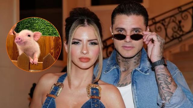 El polémico "café de cerditos" que visitaron la China Suárez y Mauro Icardi en Japón: de qué se trata la controversial tendencia