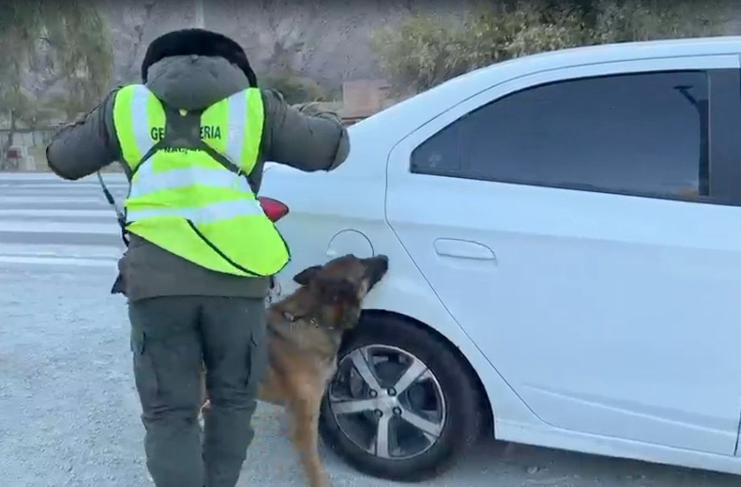 El binomio cinotécnico de la Gendarmería, en acción. “Yin” descubrió que en el tanque de combustible del auto había cocaína.