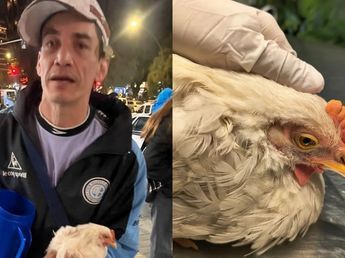 Crueldad: un hincha de Belgrano desplumó a una gallina viva en pleno festejo y buscan identificarlo