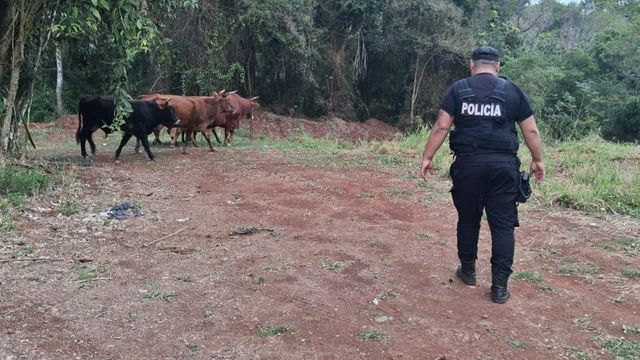 La Policía retiró animales sueltos de la Ruta 12 y evitó un posible accidente en Eldorado.