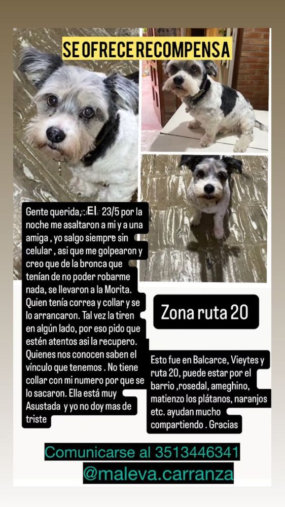 Desesperada búsqueda de Mora, una perrita robada en la zona de Ruta 20.