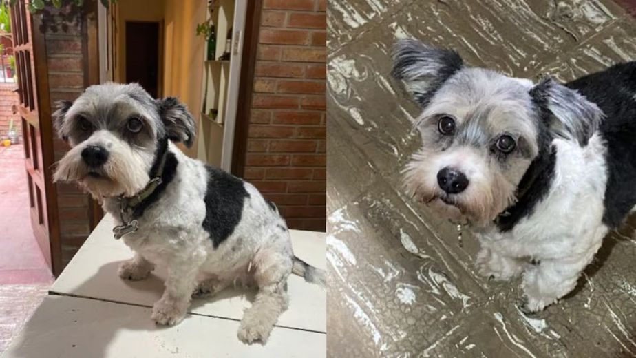 Le robaron su perrita ciega: la crueldad de dos motochorros en Córdoba