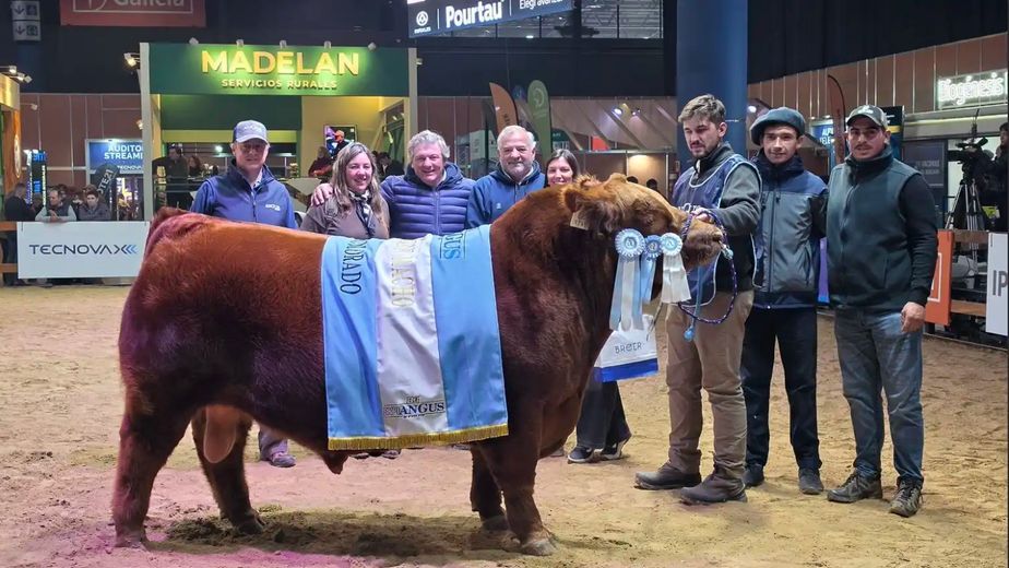 Cabaña Santa Rosa volvió a destacarse en la Expo Angus de Otoño con el Gran Campeón Macho Colorado
