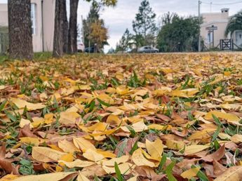 Quema de hojas y residuos: refuerzan la prohibición y llaman a cuidar el ambiente urbano