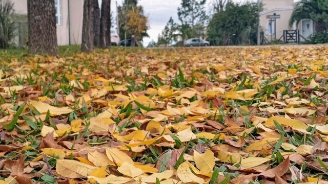 Otoño/ojas y compost.