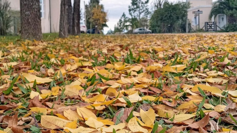Otoño/ojas y compost.