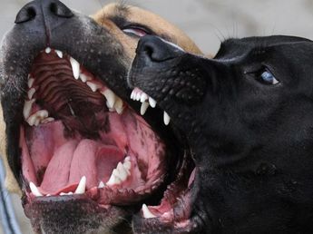 Mató a su pareja, lo ató y el cuerpo terminó devorado por sus propios perros: el macabro crimen que conmocionó al conurbano