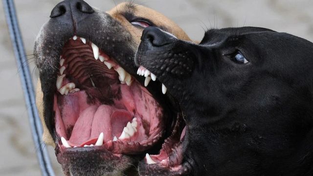 Mató a su pareja, lo ató y el cuerpo terminó devorado por sus propios perros: el macabro crimen que conmocionó al conurbano.