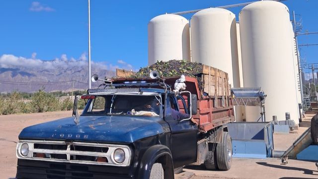 La producción reflejó el peso de la actividad vitivinícola en el oeste catamarqueño y la importancia del acompañamiento estatal.