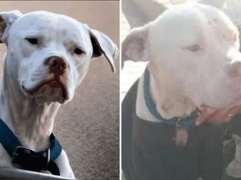 Agostina Vega: Rescataron a un perro dogo en mal estado de la casa de Claudio Barrelier