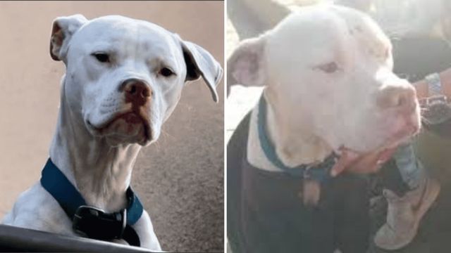 Agostina Vega: Rescataron a un perro dogo en mal estado de la casa de Claudio Barrelier