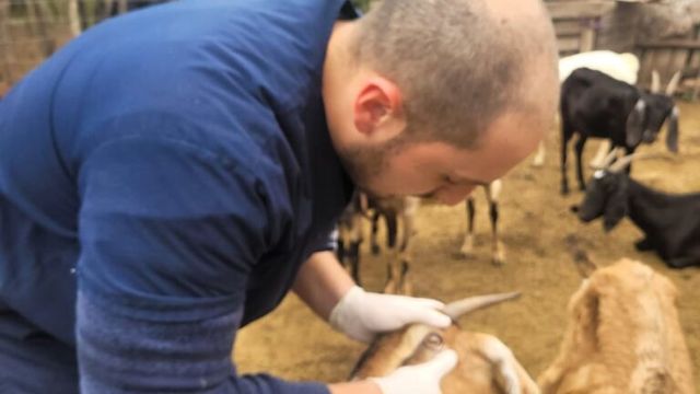  Las acciones incluyen semillas de pastura, materiales para alambrado eléctrico, alimento para aves y ganado, y atención sanitaria.