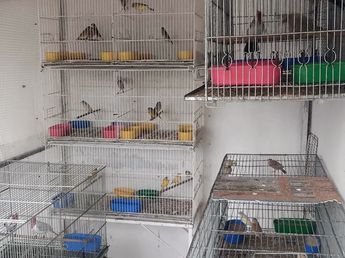 Trasladaron al Tatú Carreta 70 aves silvestres rescatadas del cautiverio