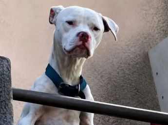 Así está hoy Agosto, el perro rescatado de la casa de Claudio Barrelier 
