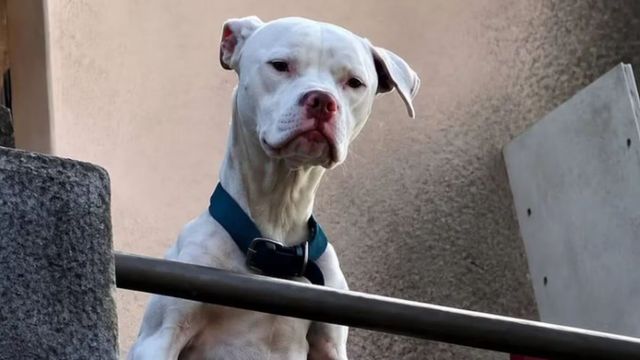 El perro estaba desnutrido dentro de la propiedad en barrio Cofico.