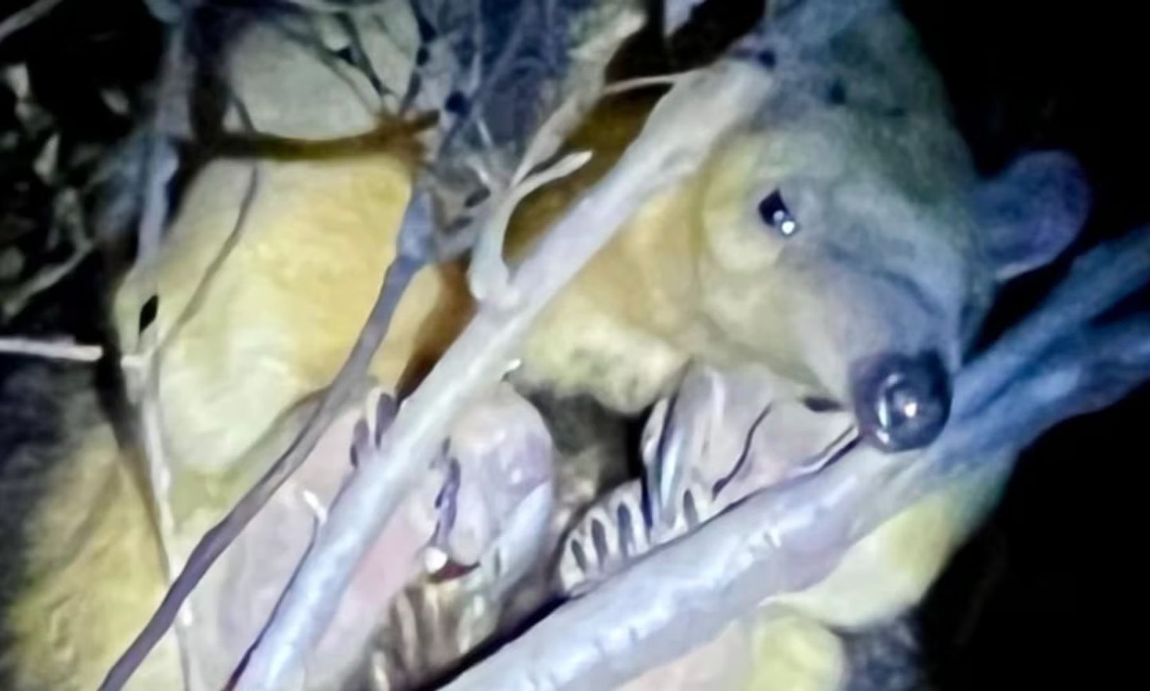 El animal rescatado en Córdoba.