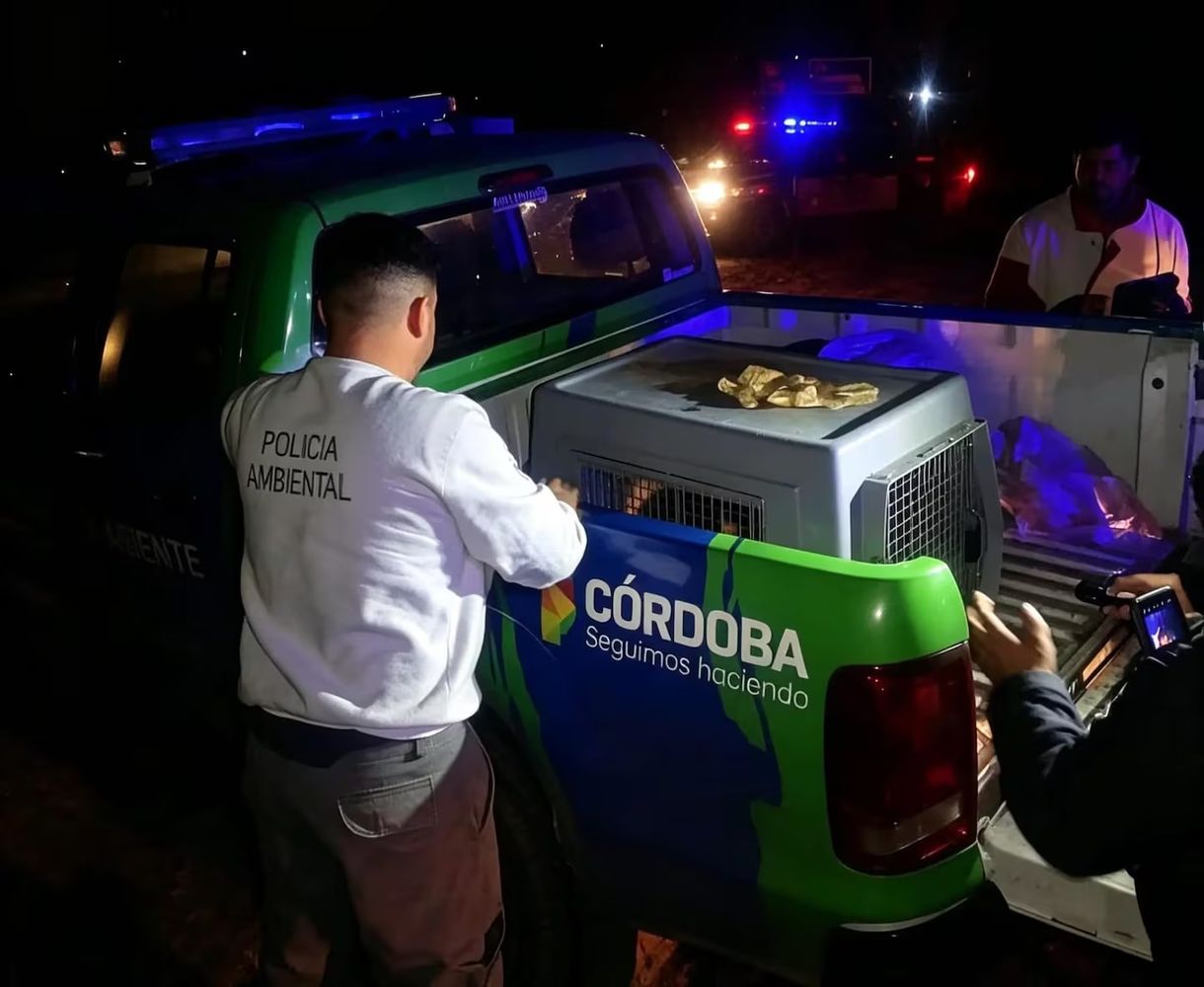 El animal rescatado en Córdoba.